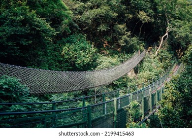 the bridge in the forest 