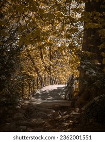 a bridge in the forest