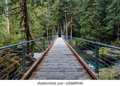 Bridge in Forest