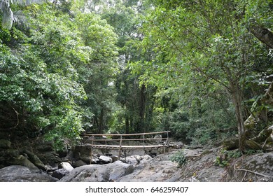 Bridge in the forest