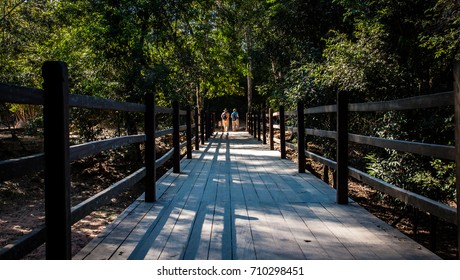 Bridge in the forest