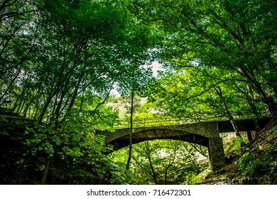 bridge and forest
