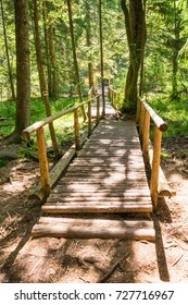 bridge in the forest