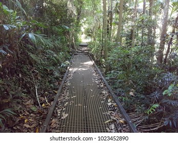 Bridge On Mount Warning National Park Rainforest Walking Trail