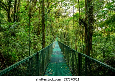 A Bridge In The Rain Forest