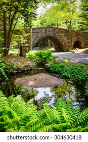 Bridge And Road, Acadia National Park