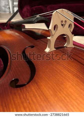 bridge and strings close up