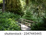 A bridge surrounded by a beautiful green forest near Lake Quinault in Washington State. 