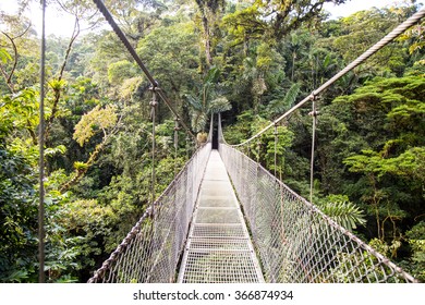 Bridge in the Tree Top - Shutterstock ID 366874934