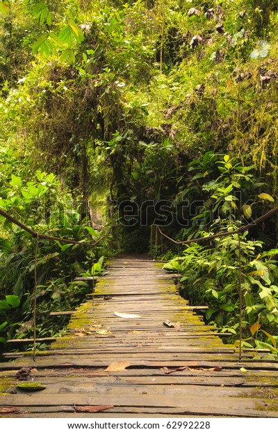 bridge tropical forest old rope simple wooden bridge\
in amazonian forests bridge tropical forest old rope color way\
building colour brown tree danger vegetation nature outdoor jungle\
outside travel br