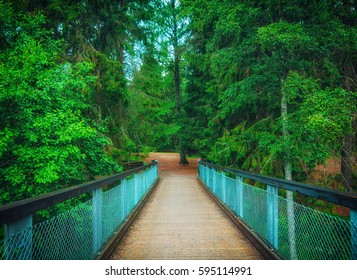 Bridge to an unknown forest
