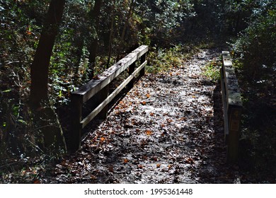 Bridged At Sam Houston State Park