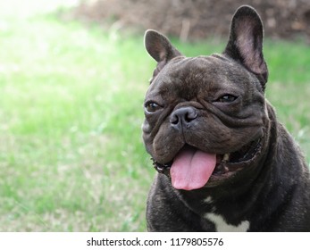 are french bulldogs soft