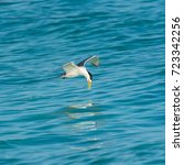 Bridled Tern, Onychoprion anaethetus, bird flying on the lagoon in French Polynesia, fishing
