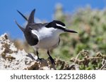 Bridled Tern Onychoprion anaethetus at Penguin Island near Perth, Western Australia