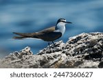Bridled Tern - Onychoprion anaethetus  seabird of Laridae, bird is migratory and dispersive, wintering widely through the tropical oceans, Atlantic subspecies melanopterus breeds in Mexico.