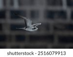 bridled tern (Onychoprion anaethetus), a seabird observed near Mumbai coast in Maharashtra, India