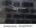 bridled tern (Onychoprion anaethetus), a seabird observed near Mumbai coast in Maharashtra, India