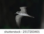 bridled tern (Onychoprion anaethetus), a seabird observed near Mumbai coast in Maharashtra, India