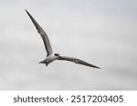 bridled tern (Onychoprion anaethetus), a seabird observed near Mumbai coast in Maharashtra, India