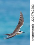 Bridled Tern in Western Australia