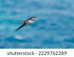 Bridled Tern in Western Australia