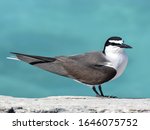 Bridled Terns on the Dry Torguas