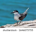 Bridled Terns on the Dry Torguas