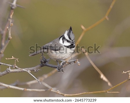 bridled titmouse foraging in tree branches