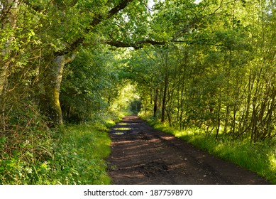 A Bridleway On Wimbledon Common