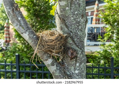 A Brids Nest In A Tree In A Rural Neighborhood. Bright. Day.