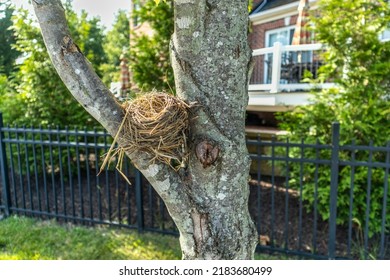 A Brids Nest In A Tree In A Rural Neighborhood. Bright. Day.