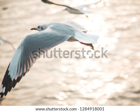 brids with sky