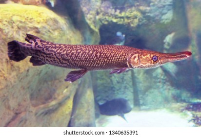 113 Gar Pike Images, Stock Photos & Vectors | Shutterstock