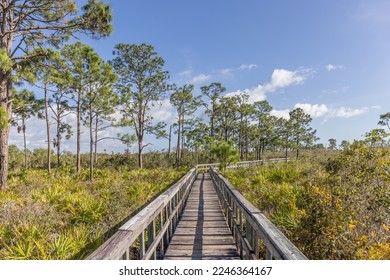 Briggs Nature Center Boardwalk Trail In Naples Florida - Powered by Shutterstock