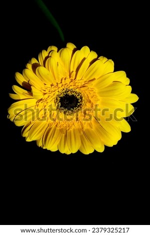 Brigh fresh yellow flower head on a black background closeup. Beautiful yellow gerbera on a black background