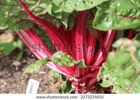 brigh red chard in the veg garden