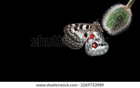 bright apollo butterfly on poppy bud in dew drops isolated on black. copy space