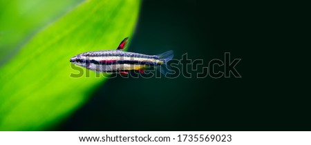 Bright aquarium fish Dwarf Pencilfish Nannostomus marginatus. Macro view, selective focus. copy space black background