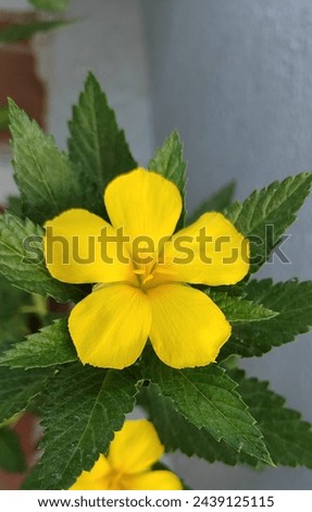 Bright attractive yellow bloom Of Turnera diffusa plant 