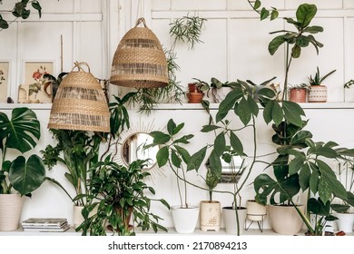 Bright Authentic Home Interior.Shelves With Indoor Plants And Decor.Home Gardening,urban Jungle,biophilic Design.Selective Focus.