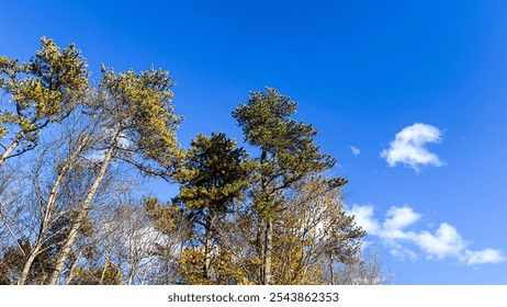 Bright autumn day with tall trees reaching up against a vibrant blue sky, some with sparse fall foliage and a few white clouds. Ideal for themes of nature, clear skies, and seasonal beauty - Powered by Shutterstock