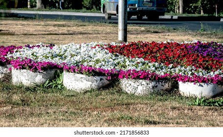 Bright Autumn Flower Bed Near The Road