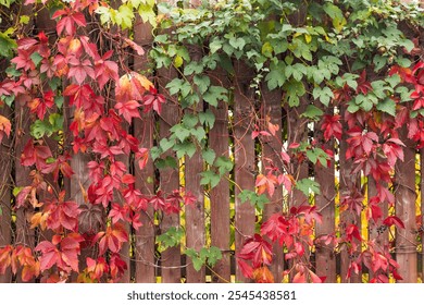 Bright autumn grape liana on the wooden fence - Powered by Shutterstock