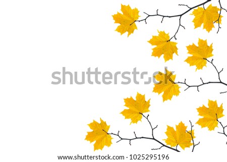 Bright autumn maple leaf on a white background.