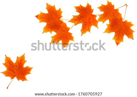 Similar – Image, Stock Photo dried leaf in autumn