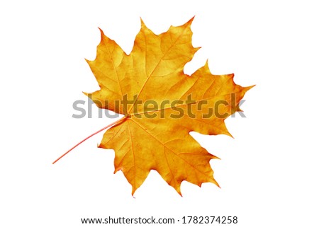 Similar – Image, Stock Photo dried leaf in autumn