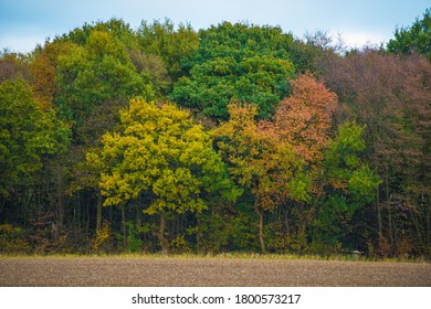 A bright autumn morning in the English countryside. The newly-ploughed fields are offset by the background of colourful trees.