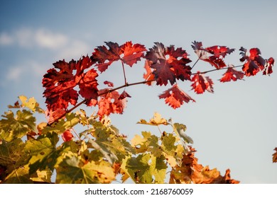 Bright Autumn Red Orange Yellow Grapevine Leaves At Vineyard In Warm Sunset Sunlight. Beautiful Clusters Of Ripening Grapes. Winemaking And Organic Fruit Gardening. Close Up. Selective Focus.