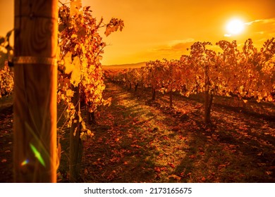 Bright autumn red orange yellow grapevine leaves at vineyard in warm sunset sunlight. Beautiful clusters of ripening grapes. Winemaking and organic fruit gardening. Close up. Selective focus. - Shutterstock ID 2173165675